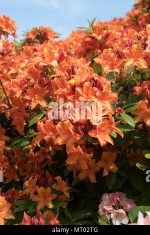 Orange azalea 'Mary Poppins" Foto Stock