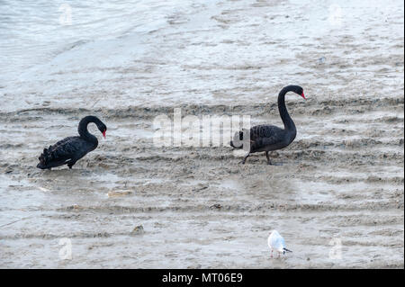 Cigni neri a piedi attraverso il fango sulla sponda di un fiume. Foto Stock