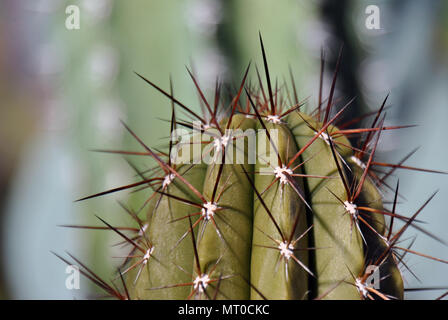 Close-up di un verde cactus con picchi di marrone Foto Stock