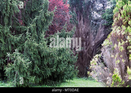 Un mix di alberi sempreverdi e arbusti in diverse tonalità di verde, marrone e rosso, creando una foresta naturale e tranquilla Foto Stock