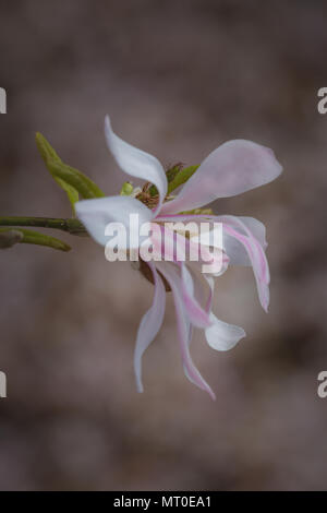 Magnolia Bianco fiore di primavera in stretta fino Foto Stock