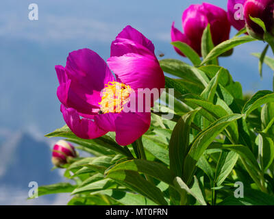 La peonia selvatica di crescita della pianta selvatica nelle Alpi Apuane, Italia. Foto Stock