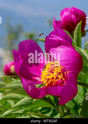 La peonia selvatica di crescita della pianta selvatica nelle Alpi Apuane, Italia. Foto Stock