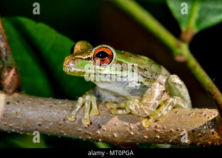 Cuban treefrog Foto Stock