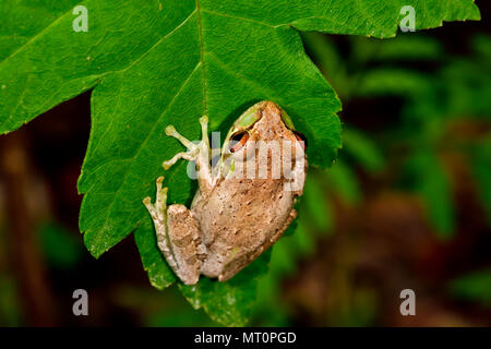 Cuban treefrog Foto Stock