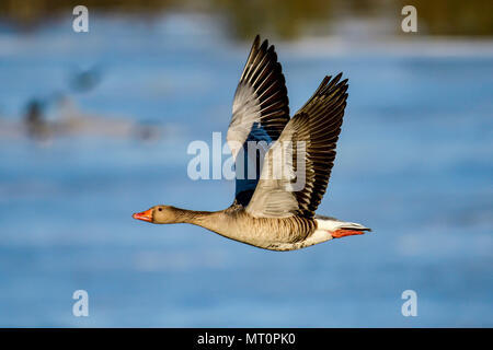 Graylag oca in pieno svolgimento Foto Stock