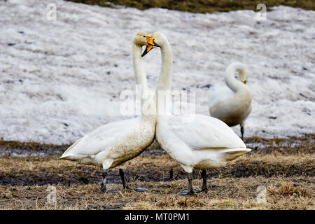 Whooper swan giovane mostrando affetto Foto Stock