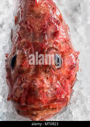 Pesci-scorpione sul ghiaccio tritato al mercato del pesce. Immagine di stock Foto Stock