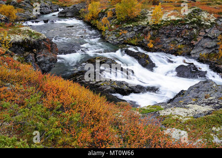 Il fiume driva in autunno, dovrefjell, Norvegia Foto Stock