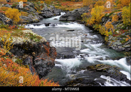 Il fiume selvaggio driva in autunno, dovrefjell, Norvegia Foto Stock
