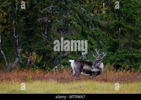 La renna in un paesaggio autunnale, flatruet, svezia (rangifer tarandus) Foto Stock