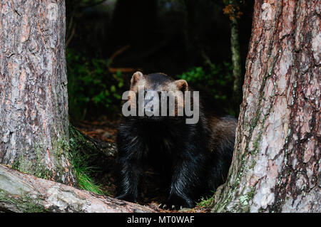 Wolverine in una foresta, svezia (gulo gulo) Foto Stock