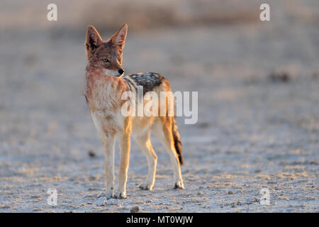 Black backed jackal in piedi in una salina, etosha nationalpark, Namibia, (canis mesomelas) Foto Stock