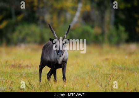La renna in un paesaggio autunnale, flatruet, svezia (rangifer tarandus) Foto Stock