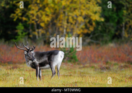 La renna in un paesaggio autunnale, flatruet, svezia (rangifer tarandus) Foto Stock