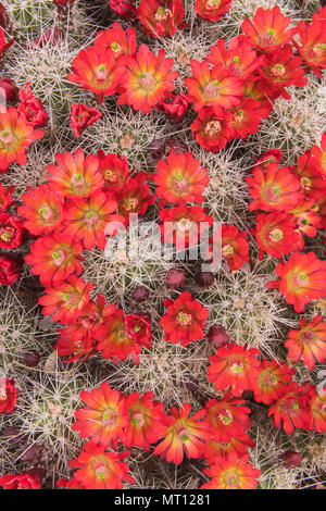 Claret-cup Hedgehog (Cactus Echinocereus) in Bloom, Parco Nazionale Zion, Utah Foto Stock