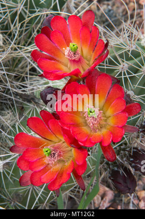 Claret-cup Hedgehog (Cactus Echinocereus) in Bloom, Parco Nazionale Zion, Utah Foto Stock