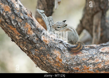 Palmer o Mt. Charleston Scoiattolo striado (Tamias palmeri) in via di estinzione, si trovano solo in primavera Montagne, Nevada vicino a Las Vegas - - masticare su legno Foto Stock