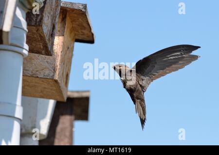 Un comune swift (Apus apus) battenti per una scatola di nido attaccata al cornicione di un cottage con paglia nel becco per costruire il suo nido con, Wiltshire, Regno Unito, maggio. Foto Stock