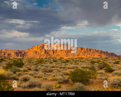 Pietra arenaria rossa formazioni rocciose e le piante del deserto in il tramonto a valle del fuoco del parco statale (Nevada, USA). Foto Stock