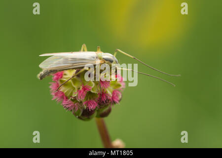 Close-up di un non-mordere midge (Famiglia Chironomidae) su un insalata di fiori selvaggi Burnett nel Surrey, Regno Unito Foto Stock