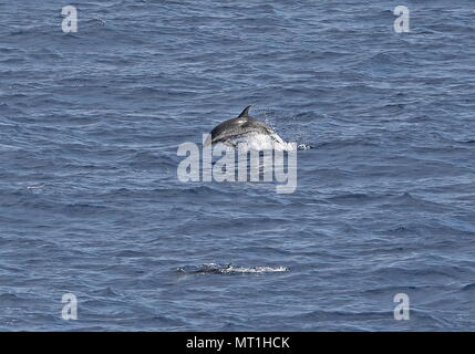 Macchiato atlantico (Delfino Stenella frontalis) due adulti, una jumping chiaro dell'acqua dell'Oceano Atlantico a sud delle Isole Canarie possono Foto Stock