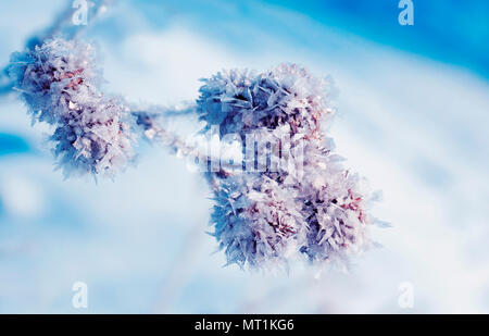 Bellissima pianta semi di bardana ricoperti di bianco cristalli scintillanti di brina in inverno il parco di Natale in delicati colori Foto Stock