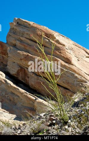 Ocotillo, Fouquieria splendens, creosoto bush, Larrea tidentata, Truckhaven rocce, Anza-Borrego Desert State Park, CA 050115 2012 Foto Stock