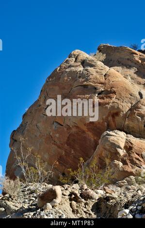 Il creosoto bush, Larrea tidentata, marrone chiaro, arancione, rocce sedimentarie, Truckhaven rocce, Anza-Borrego Desert State Park, CA 050115 2015 Foto Stock