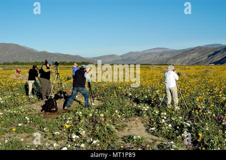 Fotografi approfittando del favoloso Fiore selvatico bloom, Henderson Canyon Road, Anza-Borrego Desert State Park, CA 050213 2144 Foto Stock