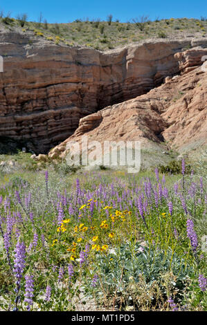 Marrone chiaro, arancione, rocce sedimentarie, Desert girasole, canescens Gerea, Arizona, lupino arizonicus Lupino, Hawk Canyon, Anza-Borrego 050312 2234 Foto Stock