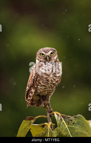 Su un piccolo albero, un adulto scavando owl Athene cunicularia posatoi al di fuori della sua tana su Marco Island, Florida Foto Stock