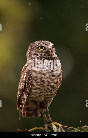 Su un piccolo albero, un adulto scavando owl Athene cunicularia posatoi al di fuori della sua tana su Marco Island, Florida Foto Stock