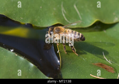 Il miele delle api (Apis) su un giglio pad acqua potabile da un laghetto in giardino. Giardino la fauna selvatica, di insetto, di insetti, di api Foto Stock