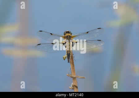 Quattro-spotted chaser dragonfly (Libellula quadrimaculata) appollaiato su un laghetto, REGNO UNITO Foto Stock