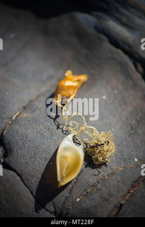 Sirene purse secco colore seashore Foto Stock