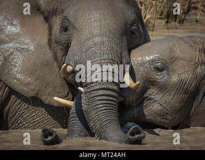 Giovani elefanti divertendosi al waterhole. Foto Stock