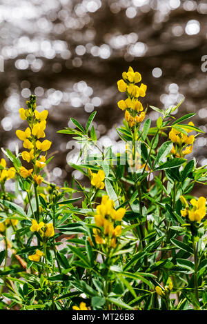 Golden Banner; Thermopsis montana; fiori selvaggi in fiore; Vandaveer Ranch; Salida; Colorado; USA Foto Stock