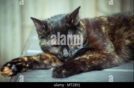 Carino tartaruga cat godendo di sé all'aperto Foto Stock