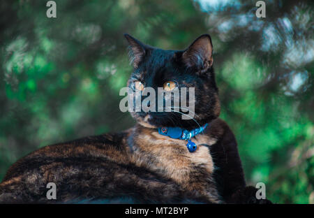 Carino tartaruga cat godendo di sé all'aperto Foto Stock