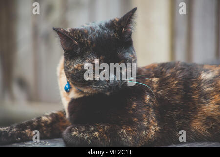 Carino tartaruga cat godendo di sé all'aperto Foto Stock