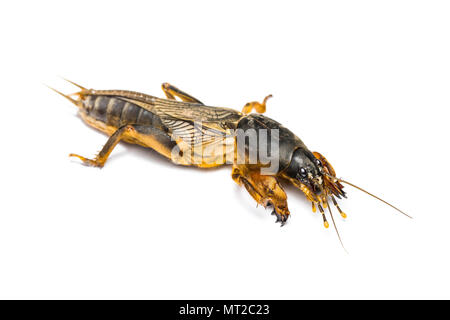 Adulto Mole Cricket Orthoptera insetto parassita isolato su bianco Foto Stock