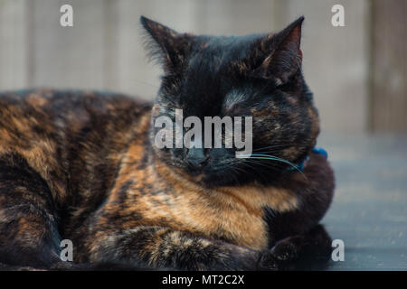 Carino tartaruga cat godendo di sé all'aperto Foto Stock