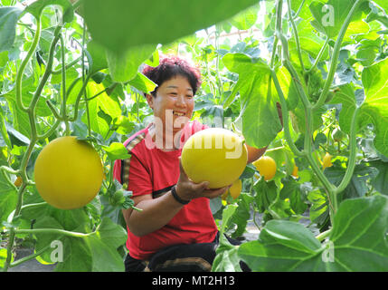 Cangzhou cinese nella provincia di Hebei. 27 Maggio, 2018. Un agricoltore muskmelon raccolti nei campi in Dongguan villaggio di Wuqiao County, a nord della Cina di nella provincia di Hebei, 27 maggio, 2018. Gli agricoltori qui sono guidati da colture vegetali in base alle condizioni locali, che offre 3.000 famiglie qui un mezzo di aumento del reddito. Credito: Mu Yu/Xinhua/Alamy Live News Foto Stock