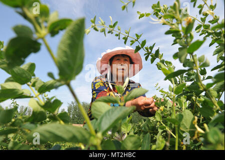 Cangzhou cinese nella provincia di Hebei. 27 Maggio, 2018. Un contadino raccoglie caprifoglio nei campi a Shuangjingwang villaggio di Wuqiao County, a nord della Cina di nella provincia di Hebei, 27 maggio, 2018. Gli agricoltori qui sono guidati da colture vegetali in base alle condizioni locali, che offre 3.000 famiglie qui un mezzo di aumento del reddito. Credito: Mu Yu/Xinhua/Alamy Live News Foto Stock