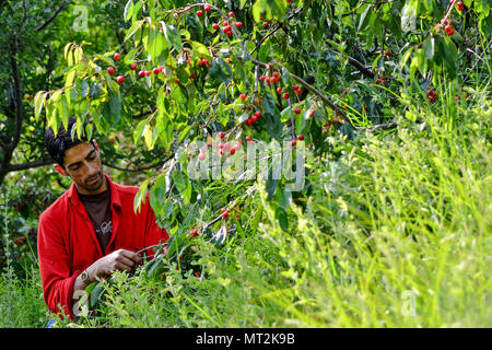 28 maggio 2018 - Srinagar, J&K, India - Un agricoltore del Kashmir raccoglie le ciliege fresche in un campo alla periferia di Srinagar. La raccolta di appetitosi e deliziosi frutti di ciliegio raccolto hanno dichiarato in pieno svolgimento nella valle del Kashmir. Circa il 25 per cento da parte dello stato della popolazione sono direttamente o indirettamente coinvolti con il settore dell'orticoltura. Il Kashmir cherry gode praticamente un monopolio come il frutto da parte dello stato è preferito in tutto il paese per il suo sapore e qualità. La produzione di ciliegia sta aumentando sempre l'anno. Secondo il dipartimento di orticoltura la ciliegia si prevede che la produzione di Foto Stock