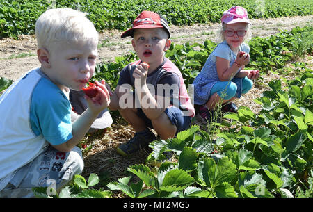 Altlandsberg, Deutschland. 25 Maggio, 2018. 25.05.2018, Brandeburgo, Altlandsberg: i bambini della scuola materna Wilde Wiese in Wegendorf provare la frutta fresca all'inizio della stagione delle fragole. Il maso frutticolo Muller cresce su 6 ettari di 8 diversi tipi di fragole. Credito: Bernd Settnik/dpa-Zentralbild/ZB | in tutto il mondo di utilizzo/dpa/Alamy Live News Foto Stock