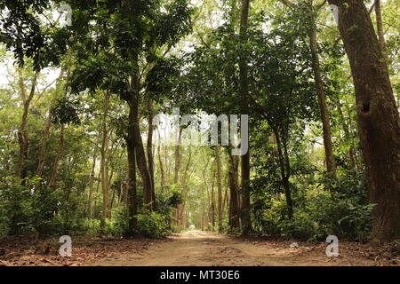 Questa immagine è majuli island, bellezza naturale di majuli. Foto Stock