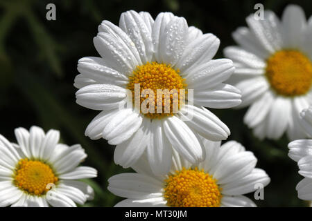Il White Swan River daisy o marguerite brachyscome latino vicino fino dalla famiglia asteraceae fioritura in Italia centrale in primavera Foto Stock