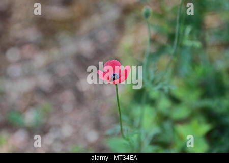 Rosa rugosa fiore di papavero o rotonda con testa coccolone latino di papavero papaver hybridum famiglia papaveraceae in un prato in primavera in Italia papavero Foto Stock